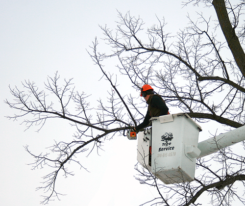 Winter is the perfect time to have your trees trimmed, as there is a reduced chace of spreading diseases. 